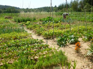 Les jardins partagés de Montarnaud  - JPEG - 46.3 ko