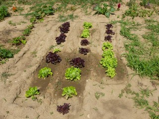 Les jardins de Tellus, pas que de belles salades  - JPEG - 39.3 ko